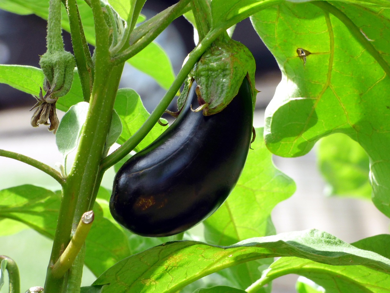 vegetable, aubergine, food, vegetable garden, organic, nature, vegetable, aubergine, aubergine, aubergine, aubergine, aubergine, vegetable garden, vegetable garden, vegetable garden
